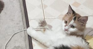 cat-sick
