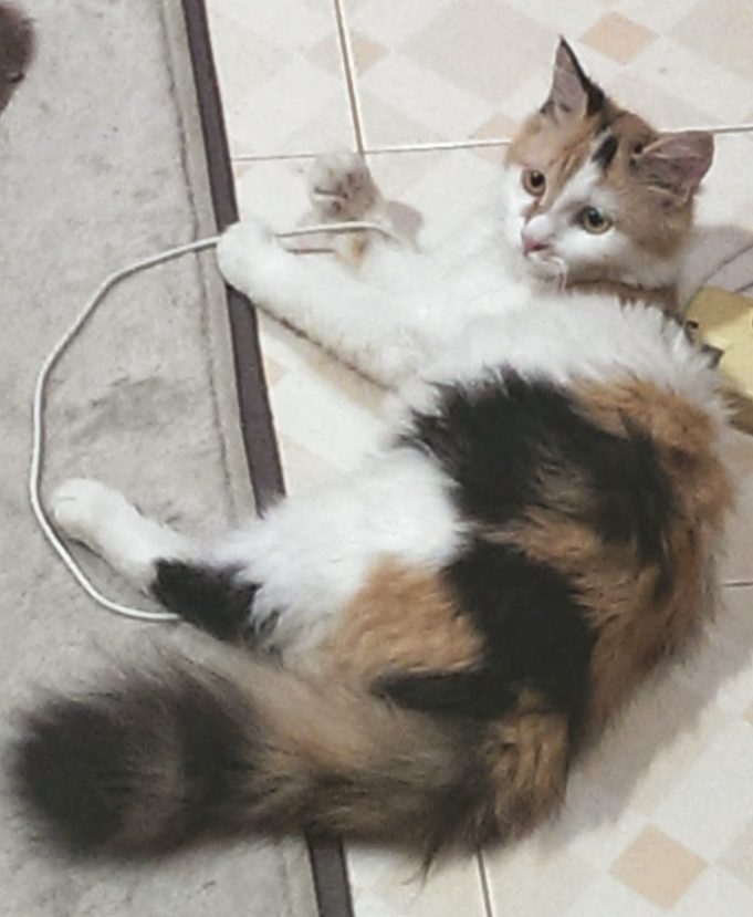 cat-sick