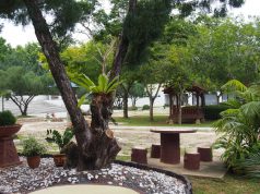 Landskap Kompleks Budaya Universiti Utara Malaysia (UUM), Segar Menghijau pokok-teduhan-di-taman