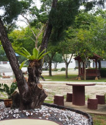 pokok-teduhan-di-taman