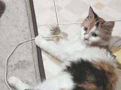 Kucing Sakit Saraf cat-sick