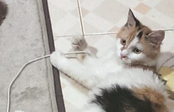 cat-sick