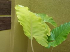 Homestay di Gombak Batu Caves yang Selesa, SEHIJAU. green leaves the name inspirations