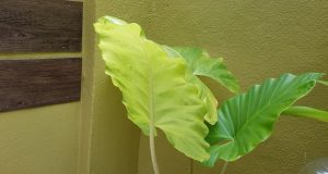green leaves the name inspirations