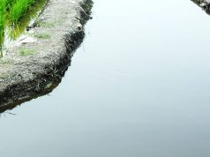 Sekinchan Tanjung Karang
