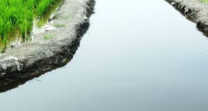 Sekinchan Tanjung Karang