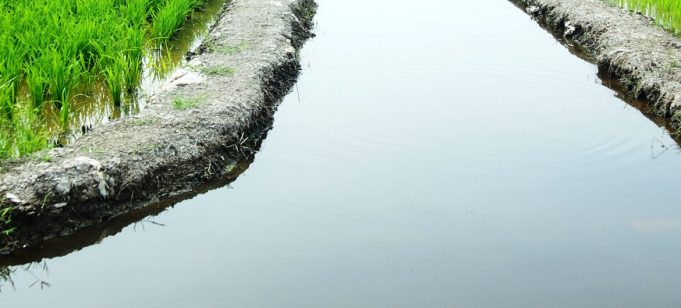 Sekinchan Tanjung Karang